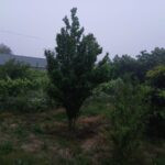 Satılır torpaq 7 sot, Xəzər r., Qala q., Koroğlu m. miniatür şəkil 1
